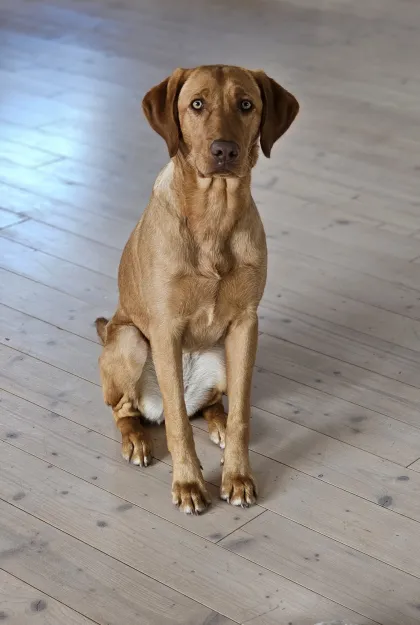 Loulou – Labrador-Weimaraner-Hündin und Feel-Good-Managerin bei Libra Coaching